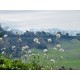 Properties for Sale_COUNTRY HOUSE WITH LAND FOR SALE IN LE MARCHE Farmhouse to restore with panoramic view in Italy in Le Marche_22